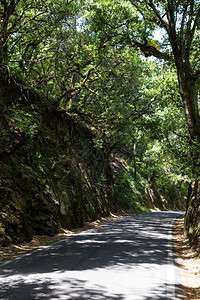 自然旅行路夏日森林中的地图片