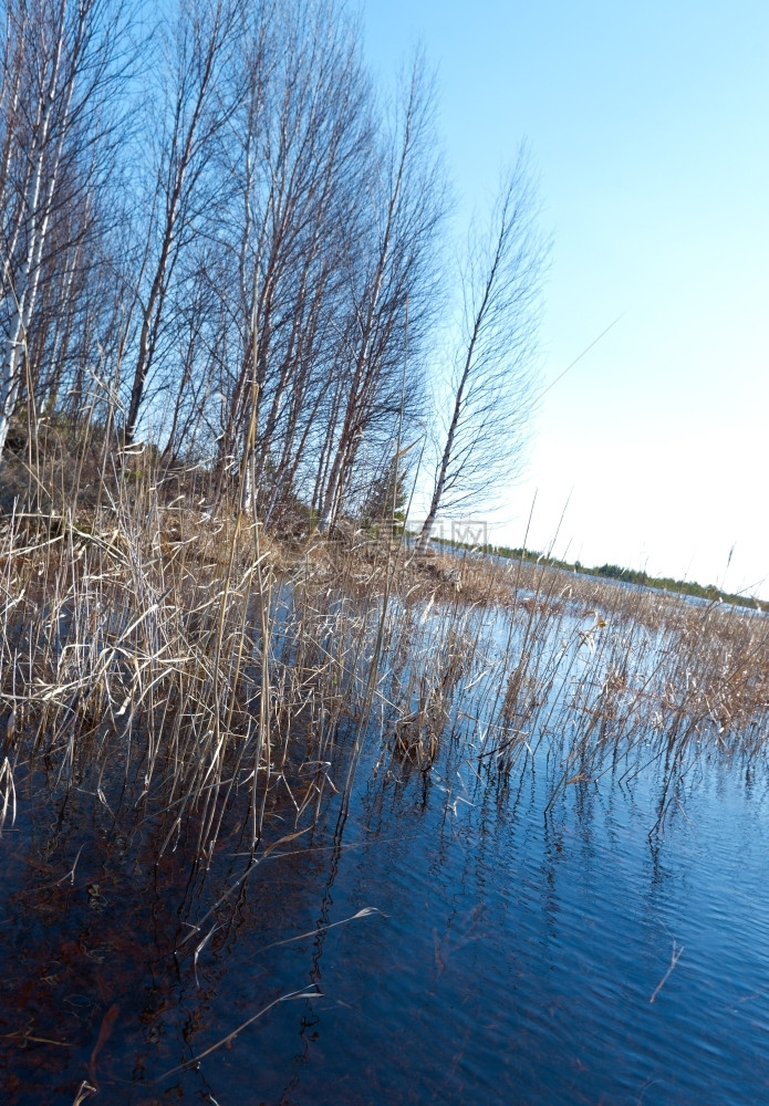 春天蓝色的气俄罗斯在春季森林的风景湖边泉水淹没图片