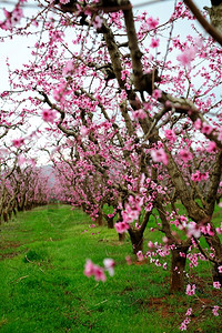 本迪克森生长春苹果花朵园树丛覆盖着粉红色花朵将长成新鲜苹果春天图片