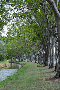 曲线水沿运河一带的树木小巷图片