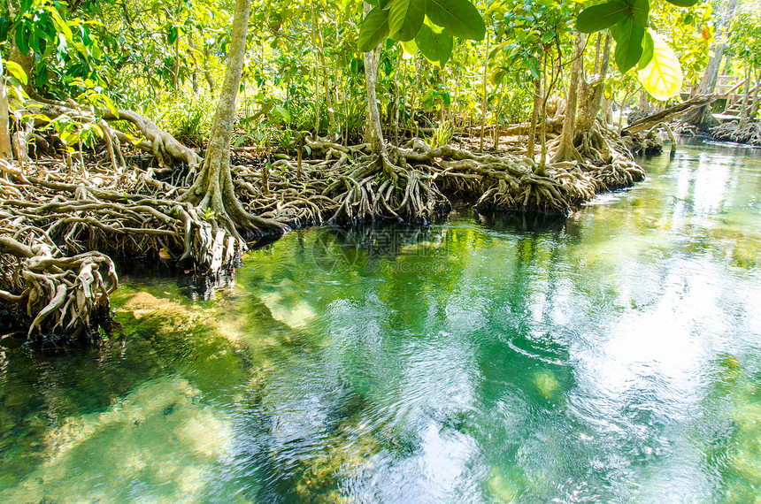 热带绿河Krabi的红树林之美丽户外甲米图片
