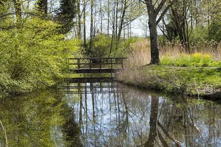 荷兰春天小河上的木桥春天小河上的木桥水外部湖图片