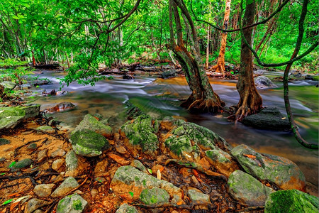 泰国春天岩石雨水在林中流图片