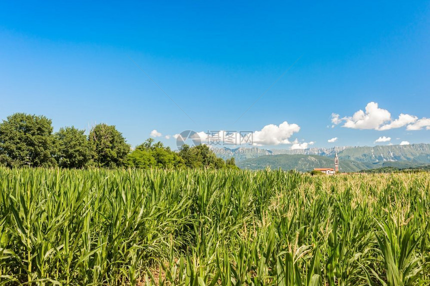 生物质栽培玉米田在山底深和白云的蓝天空中闪烁着圆云场地图片