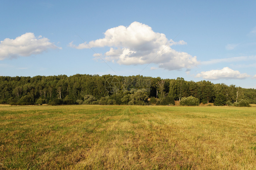 场地夏天以森林为背景的农场牧阳光明媚的夏日图片
