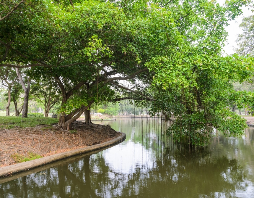 热带绿化公园里的榕树反射图片