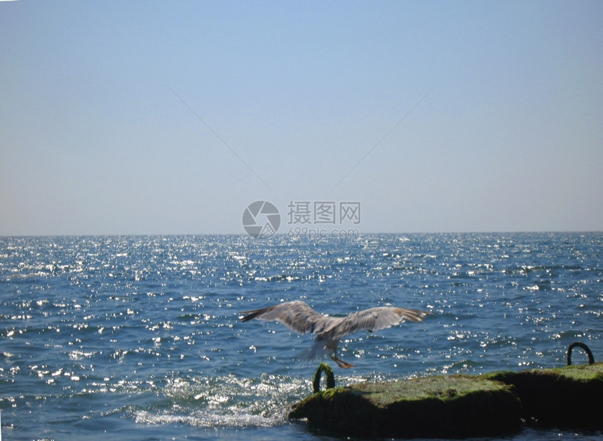 海鸥飞过大夏季风景石头水温暖的图片