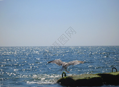 海鸥飞过大夏季风景石头水温暖的图片