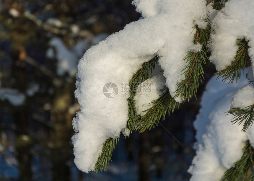 冷杉天绿色的隐形树枝上覆满雪在明晴的冬季日拍摄特节图片