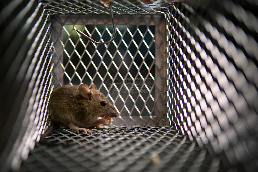 钓鱼一只老鼠在金属陷阱里吃东西解放伤心图片