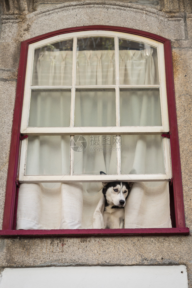 家车在街上看哈斯基狗坐在开放的窗户上纯种图片