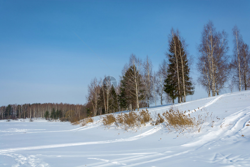 冬天蓝色的黄小雪坡和树蓝天空背景在阳光天日图片