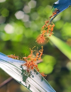 拉红蚂蚁在团队合作力概念中建立家园和谐造图片