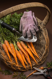 从花园蔬菜地收集的有机种植胡萝卜食物农家修补图片