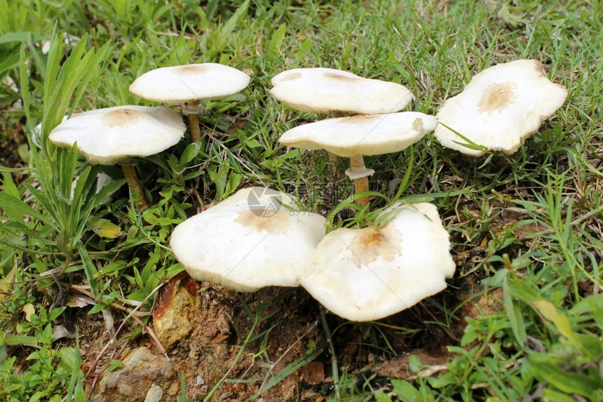 草地上生长的蘑菇图片