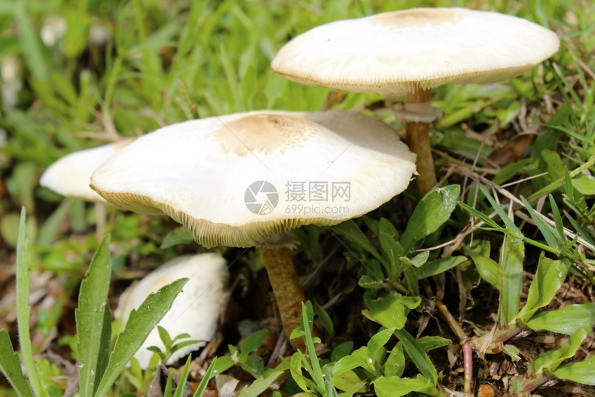 草地上生长的蘑菇图片