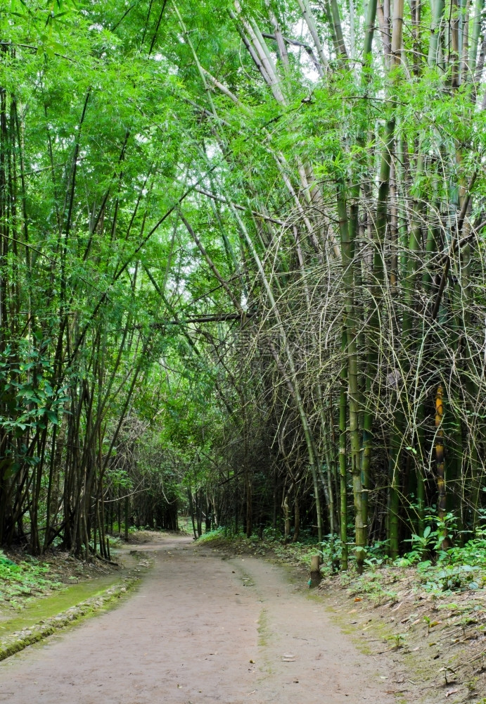 旅行泰国穿越竹林的徒步小路自然图片