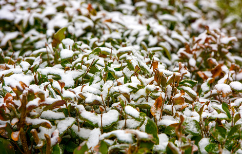 季节树叶上积的白雪美丽新鲜图片