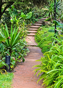 树植物学绿色花园的阶梯结石图片