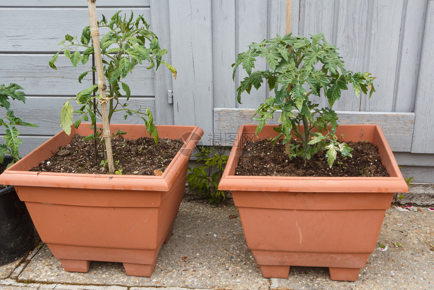 成熟夏天分支春在花园的塑料箱中生长番茄植物图片