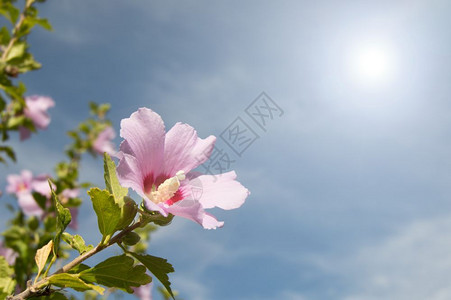 美丽花的在阳光明媚一天春花粉季节图片