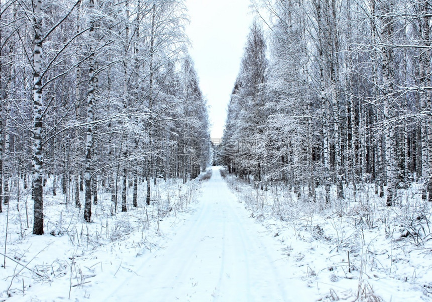 景观桦木冬初乡村公路从白树的角度乡村图片