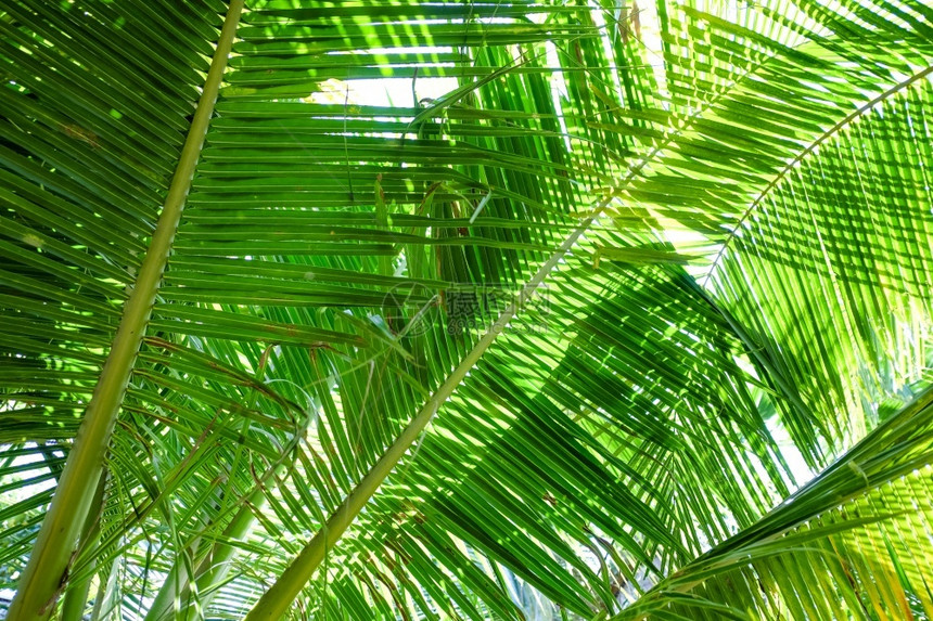 可椰子树叶透视下图生长自然异国情调图片