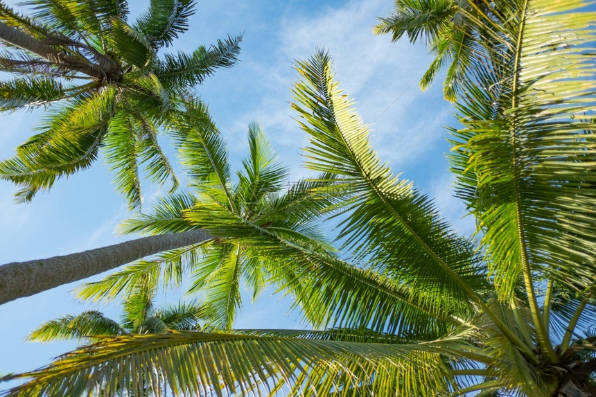 热带生长可椰子树透视下图美丽的图片