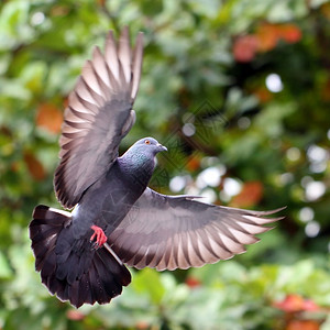传播飞翔的鸽子在自然象征宠物背景图片