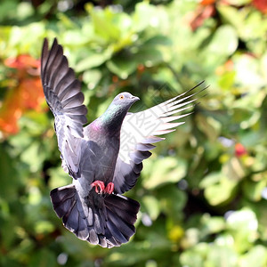 鸟自由飞翔的鸽子在自然户外图片