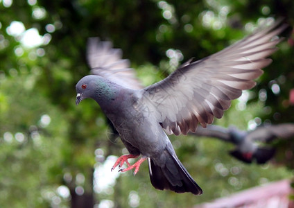 动物灵感翅膀飞翔的鸽子在自然图片