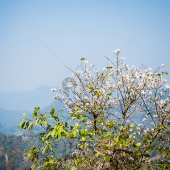 户外白色的绿山地上白花紧相近图片