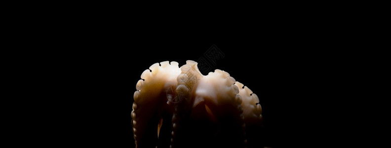 自然近距离关闭新的生原章鱼或小叮当触角在暗底背景上全图像动物墨鱼图片