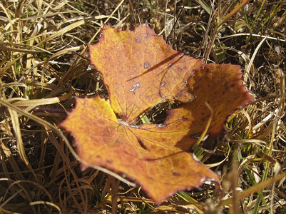直的红秋叶躺在地上猩红天图片