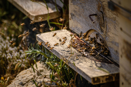 正面蜜蜂在巢前飞翔蜜糖木制的图片
