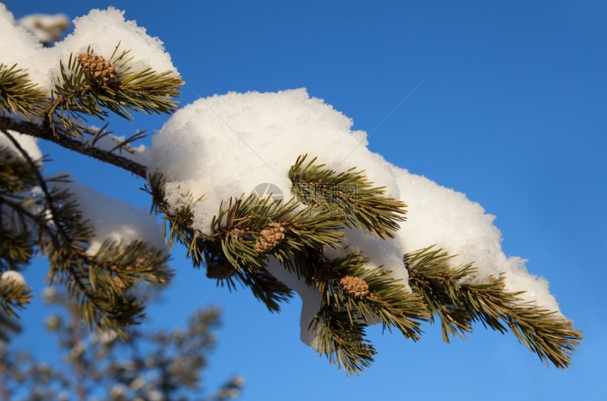 霜在雪中与蓝天对立带锥子的松树枝景观图片