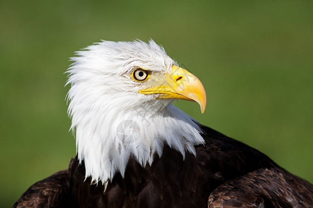 翅膀富豪美国白头鹰的肖像喙图片