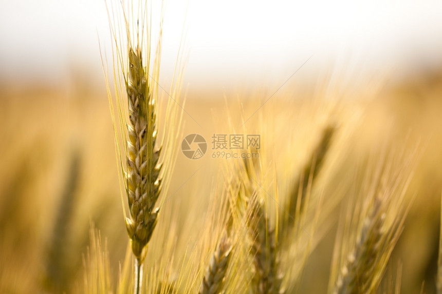 谷物一侧小麦田的近视区乡村玉米图片