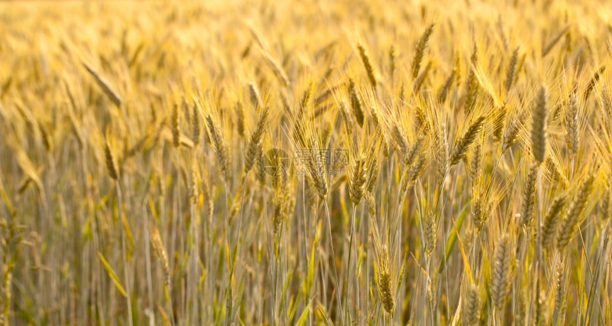 植物农场一侧小麦田的近视区乡村图片