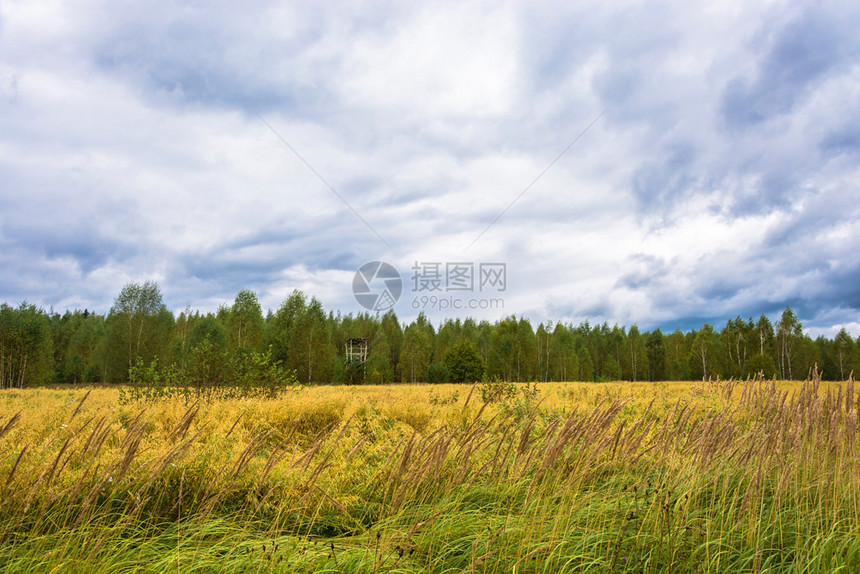 俄罗斯美丽的秋天风景一片阴暗的黄地乡村大麦图片