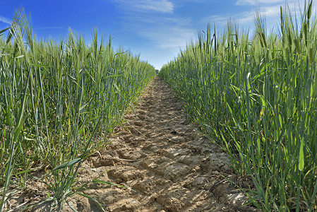 污垢在田间种植小麦时的车道视图小路农场图片