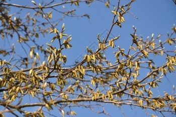 生长唤醒绽放Birch树花紧闭Birch树花紧贴蓝春空图片