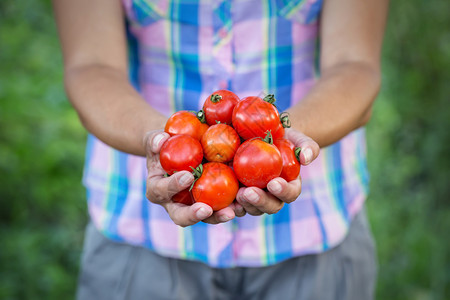 生长温室植物绿叶背景下女农手中的番茄收获女农手中的番茄收获图片