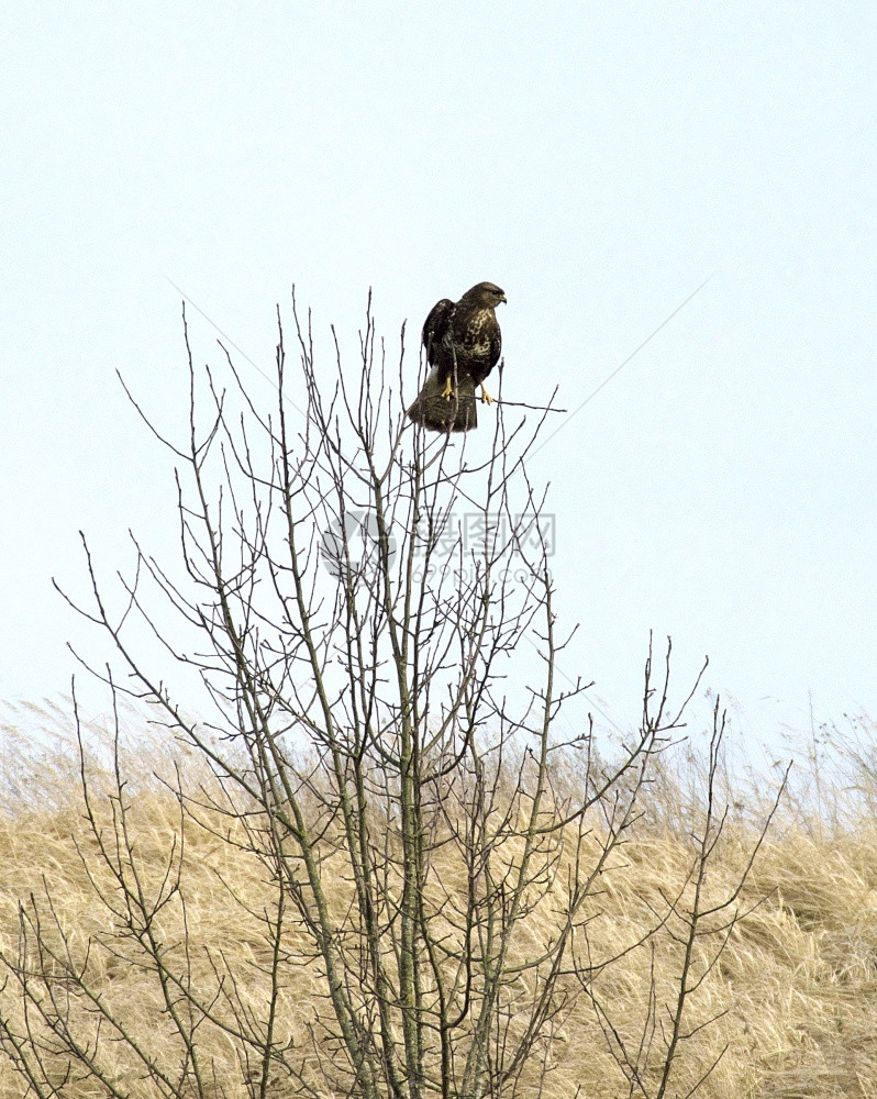 在春日清早风雨中裸树顶上围着常见的秃鹰buteobuteo干燥最佳动物图片