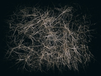 抽象的黑底长干草的纹理植物秋天图片
