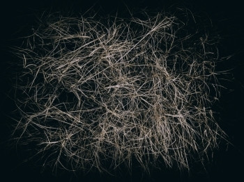 抽象的黑底长干草的纹理植物秋天图片