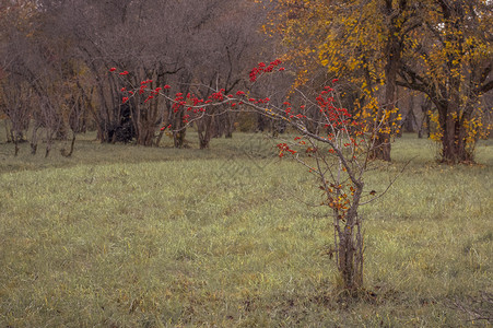 美丽的长边树有一棵枝覆盖着许多红莓在公园中央的棕色秋公园中颜衬套落下图片