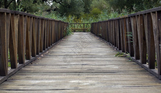 自然死的丛林木桥通道图片
