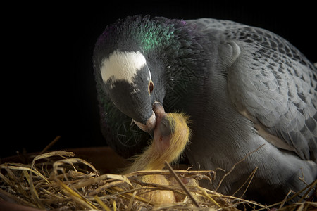 毛茸喙养鸽子喂奶给新生鸟儿莉维亚图片