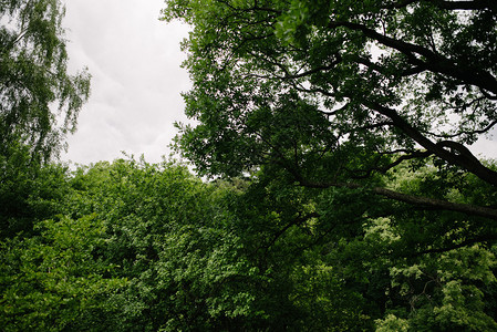 绿色树叶的景观绿色树风景和木在明亮白天树林分支美丽的背景图片